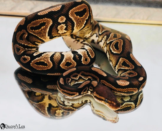 Cinnamon Ball Python by Dragon’s Lair Royal Pythons