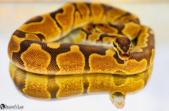 Enchi Fire Het Pied Ball Python by Dragon’s Lair Royal Pythons