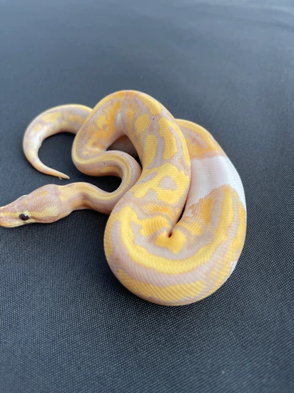 Banana Pied 50%het Desert Ghost Ball Python by Little City Royals