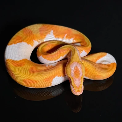 Enchi Hi Intensity Orange Dream Yellowbelly (Mystery Gene) Dreamsicle Ball Python - male for sale from Snakestationuk