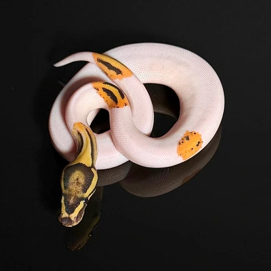 Orange Dream Yellowbelly Genex Desert Ghost Pied Ball Python - female for sale from Snakestationuk