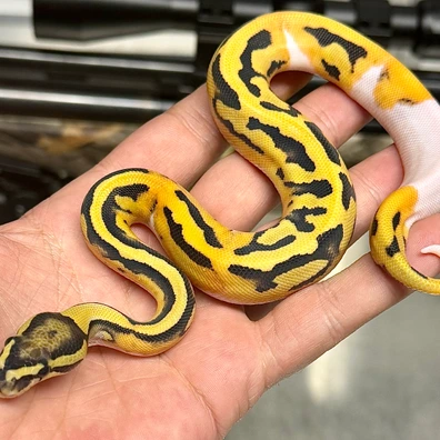 Genex Desert Ghost Pied Ball Python - male for sale from Snakestationuk