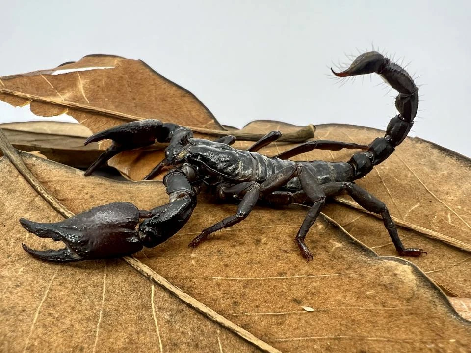 Asian Black Forest Scorpion Scorpions by LLLReptile & Supply