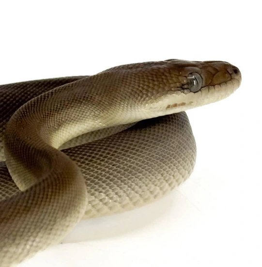 Olive Python Human Female Olive Python by LLLReptile & Supply