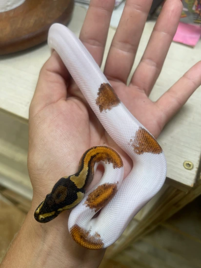 Calico Enchi Piebald Ball Python by Misty’s Majestic Morphs