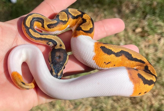 Orange Dream Piebald Ball Python by Misty’s Majestic Morphs