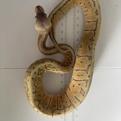 Super Blast (Possible) DG Ball Python - female for sale from LL Reptiles