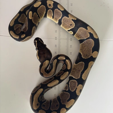 100% Het. VPI Ball Python - female for sale from LL Reptiles