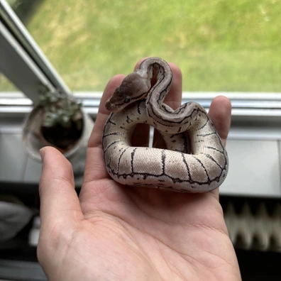 Axanthic (VPI) Lemon Blast 100% Het. DG Ball Python - unknown for sale from LL Reptiles