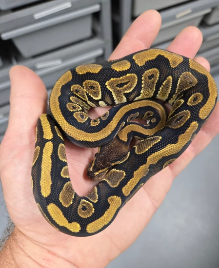 Cinder Het Clown Ball Python by Locked N' Loaded Ball Pythons LLC