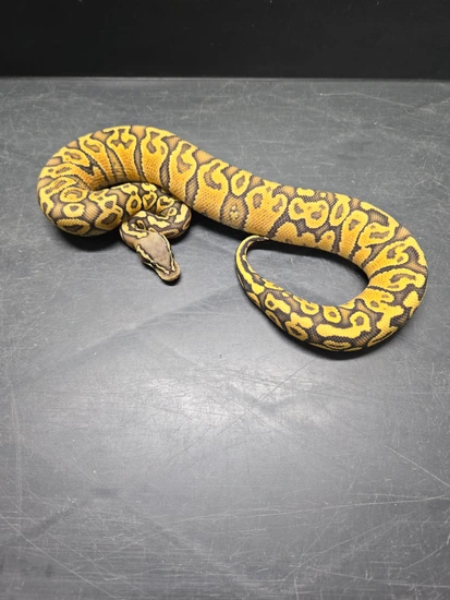 Pastel Hurricane Blaze Hypo 50% Het Rainbow Ball Python by Locked N ...