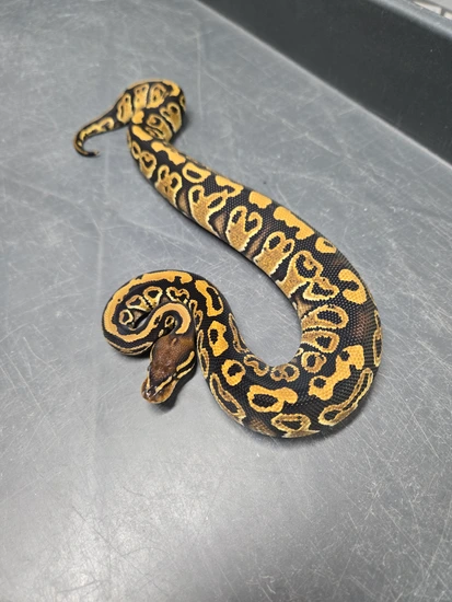 (HAYABUSA) DH Desert Ghost Clown Ball Python by Locked N' Loaded Ball ...