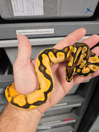 Fore Calico Scrambler OD Enchi Het Clown Ball Python by Locked N ...