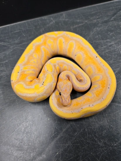Banana Stranger Fire Or Disco Het Clown Ball Python by Locked N' Loaded ...