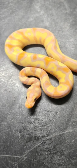Banana Disco/Fire Clown Ball Python by Locked N' Loaded Ball Pythons LLC