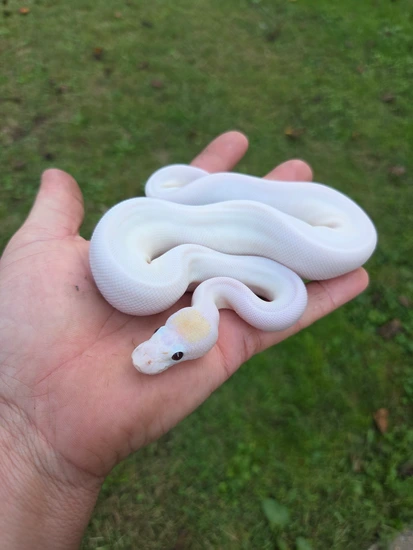 Banana Pastel Spied Ball Python by Logman Exotics