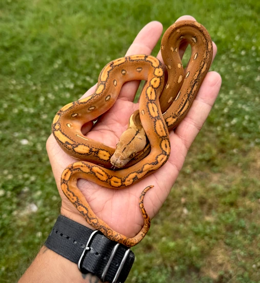 OGS Het Indo Or White Reticulated Python by Scale House