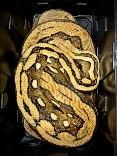 Suntiger DH Purple OGS Reticulated Python by Scale House