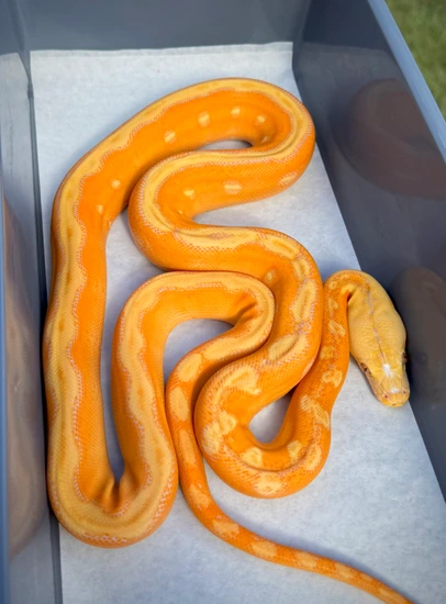 Lavender Sunfire OGS Reticulated Python by Scale House