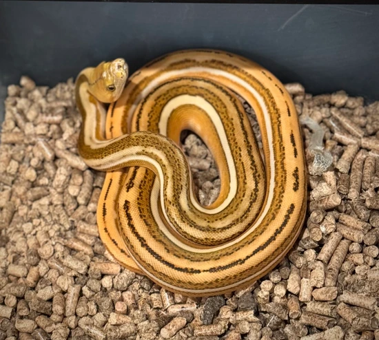 Ogs Tiger Reticulated Python OGS Tiger Het Caramel Or Albino Reticulated Python by Scale House