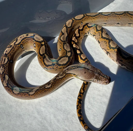 Motley DH Purple Or Caramel Ocelot Reticulated Python by Scale House