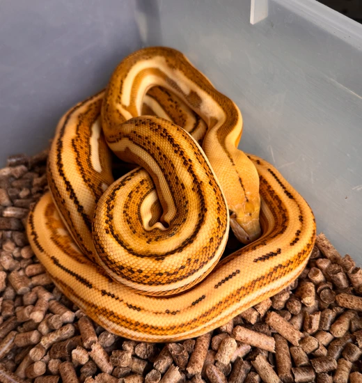 OGS Tiger Het Albino Or Caramel Reticulated Python by Scale House