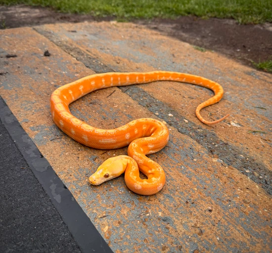 Lavender OGS Reticulated Python by Scale House