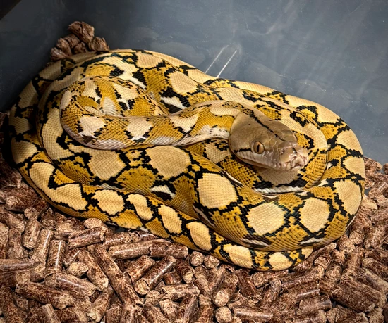 Platinum DH Purple Or Caramel Ocelot Reticulated Python by Scale House
