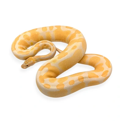 Lavender Het Pied Ready For Next Season Ball Python - female for sale from Old House Breeders