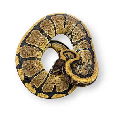 Red Stripe Het Clown Ball Python - female for sale from Old House Breeders