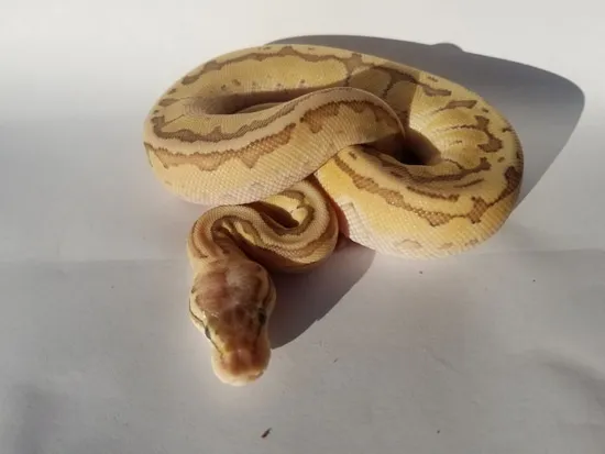 Emperor Pin Poss. Orange Dream Ball Python by Lost Pines Herps