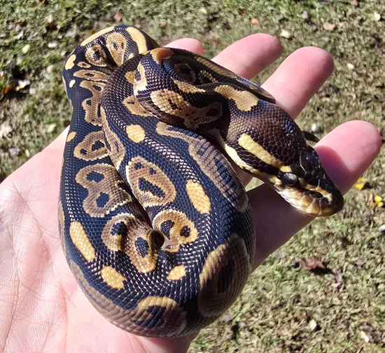 Normal, Possible Het Pied Ball Python by Little River Exotics