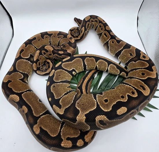 RTB Pair Of Het Sunset Ball Python by Little River Exotics