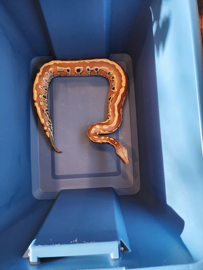 1.1 100% Het T+ Albino Adults Blood Python by Ouroboros Herpetoculture