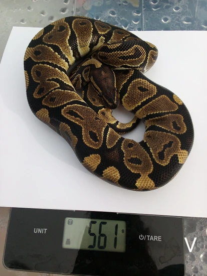 Pastel 100% Het Hypo Ball Python by Valley Morphs LLC