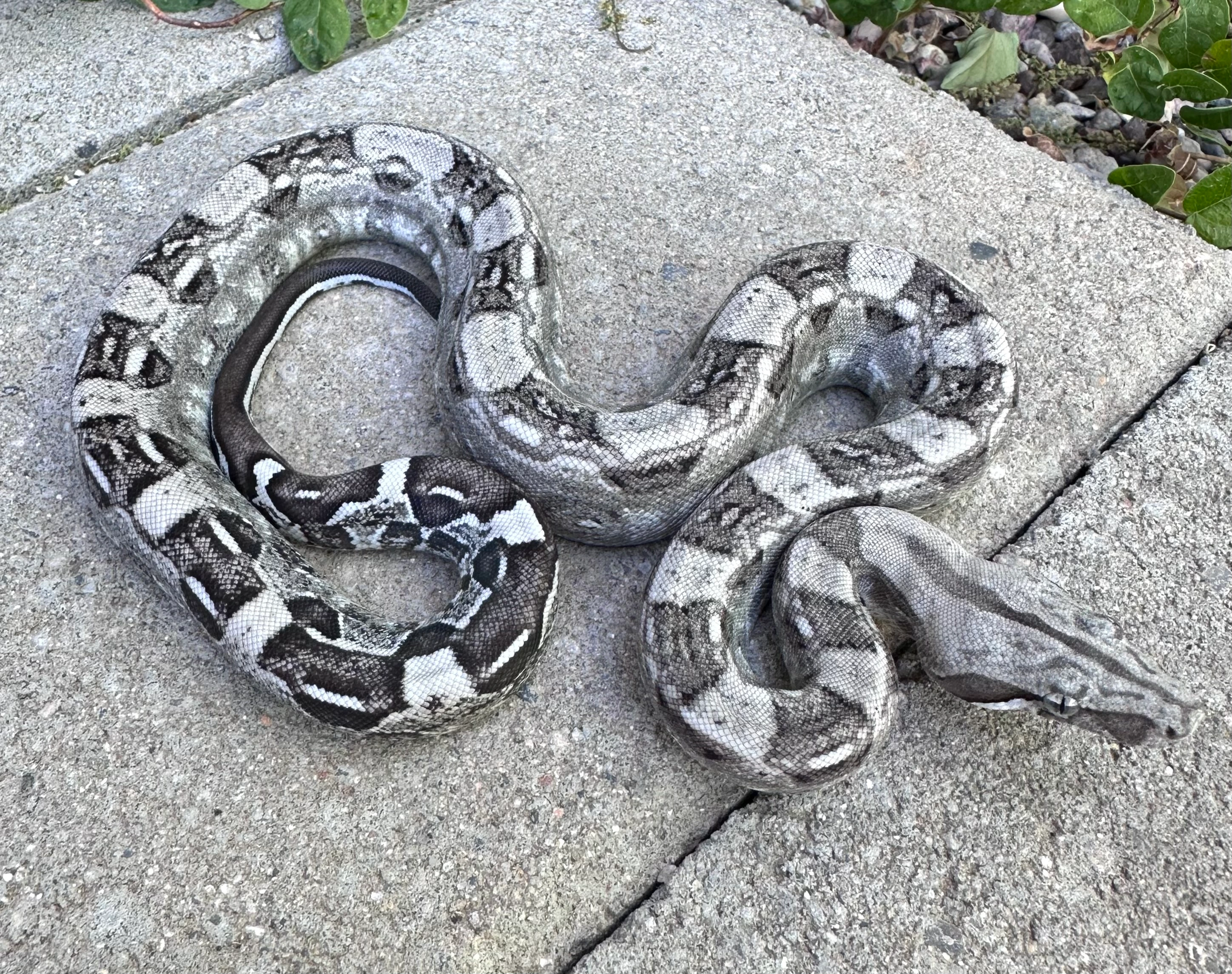 Anery Aztec Het VPI T+ Snow Boa Constrictors by LowKeyBoas