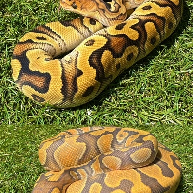 Hypo Clown Pair Ball Python - unknown for sale from K&L Royals