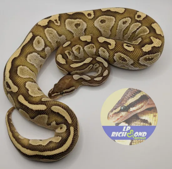 Butter Fire Ball Python by LPRichmond Reptiles
