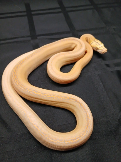 Purple Motley Golden Child Reticulated Python by LRH Reptiles