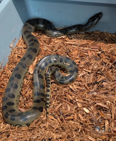 2024 0.1 Green Anaconda by Captive Bred Creations