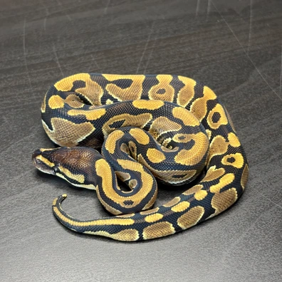 Classic 100% Th Vpi Axanthic/ Desert Ghost / Clown Ball Python - male for sale from Future__royals