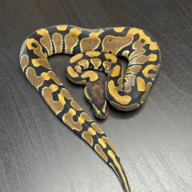 Classic 100% Th Vpi Axanthic/ Desert Ghost / Clown Ball Python - male for sale from Future__royals