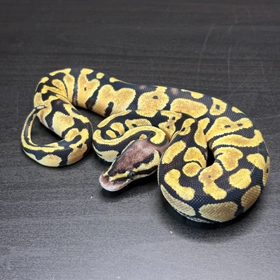Pastel 100% Th Vpi Axanthic / Desert Ghost / Clown Ball Python - female for sale from Future__royals