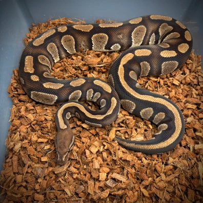 Stranger Dh Hypo Desert Ghost Ball Python - female for sale from Future__royals