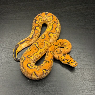 Freeway Clown Ball Python - male for sale from Future__royals