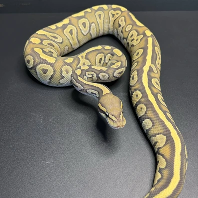 Mojave Hypo Het Clown Ball Python - female for sale from Future__royals