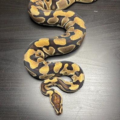 Crypton Dh Desertghost / Axanthic Tsk Ball Python - male for sale from Future__royals
