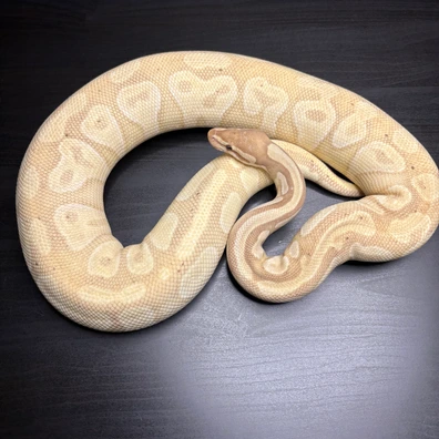 Banana Mojave Pastel Het Clown Ball Python - female for sale from Future__royals