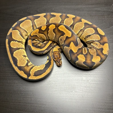 Gravel / Yb Dh Tsk Axanthic / Clown Ball Python - female for sale from Future__royals