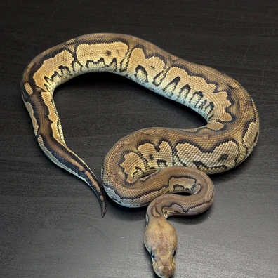 Cinnamon Orange Dream Yellowbelly Clown 50% Dh Dg Pied Ball Python - male for sale from Future__royals